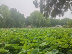 -莲池书院博物馆