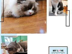 -绒爪撸猫下午茶·猫咖