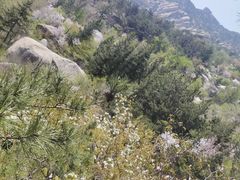 -崂山巨峰游览区