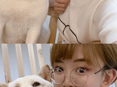 -柴迷FANS CLUB·柴犬狗咖·猫咖
