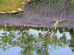 iphone_upload_pic-永定河休闲森林公园