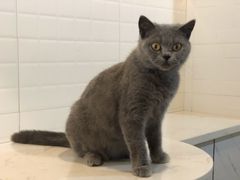 -猫房·猫吧·猫咖(龙湖时代汇店)