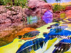 -上海海洋水族馆