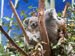-广州长隆野生动物世界