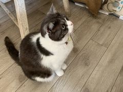 -海边的猫和咖啡馆