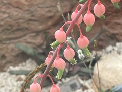 -上海辰山植物园