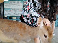 -鹿境梅花鹿生态园区