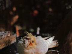 -范设计花园餐酒咖·中西餐·咖啡厅·酒馆