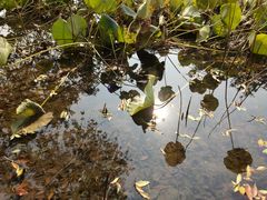 -面包新语(上地华联店)