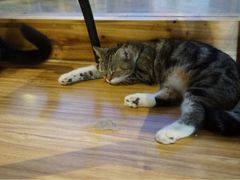 iphone_upload_pic-喵园·猫主题咖啡厅·撸猫·猫咖(国贸店)