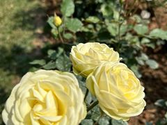 -人民公园(罗湖区)