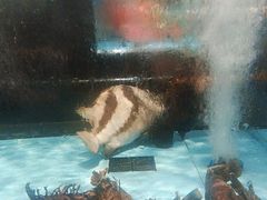-阿伟海鲜楼·福建菜(延寿店)