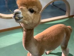 -藦茜花园宠物主题亲子互动体验馆(国顺东路店)