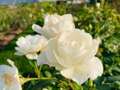 -上海辰山植物园