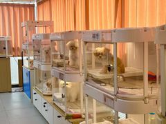 -翊宠yipet猫狗购宠庄园犬舍•猫舍