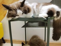 -猫在这儿猫咪咖啡馆·撸猫馆
