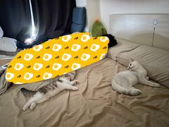 -小猫来了·猫舍(红山六九七九店)