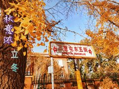 -三里屯东五街银杏大道