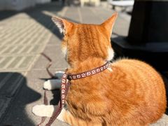 -溪岸路花鸟市场