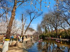 -桃花堤公园
