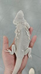 -Moni星球萌宠·小马宝莉·灵蛇·高端高阶全萌宠互动体验俱乐部(红豆国际广场店)