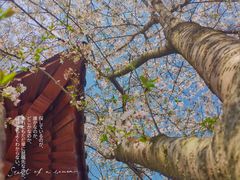 -梅花山(明孝陵内)