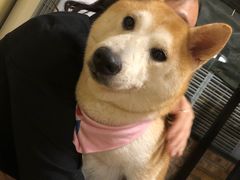 -柴犬高等学院·狗咖·柴犬售卖·宠物训练