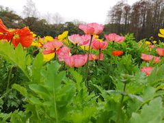 -上海共青森林公园