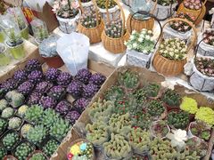 -循礼门鲜花花市(武汉循礼门店)