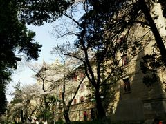 教室-武汉大学-樱园