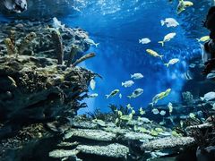 -海合安武汉极地海洋公园