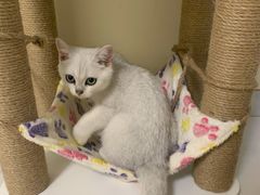 -lincat·猫舍(广州店)