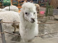 -上海大自然野生昆虫馆(东方明珠·爬宠昆虫探索中心)