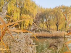 -大兴滨河森林公园