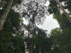 -西双版纳原始森林公园