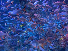 -成都浩海立方海洋公园