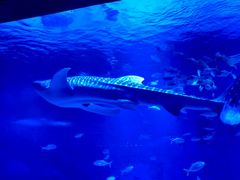 -烟台海昌鲸鲨海洋公园