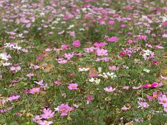 -天适樱花悠乐园