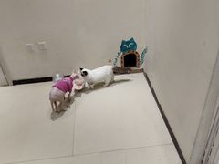 -藏猫猫咖啡主题馆(中央大道店)