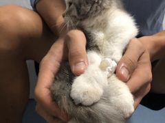 -宠颐生动物医院·猫科·心脏科(海口分院)