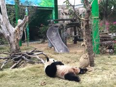 -灵玲国际马戏城
