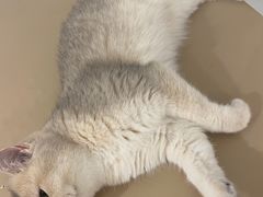 -琪喵猫屋·撸猫猫咖·猫舍