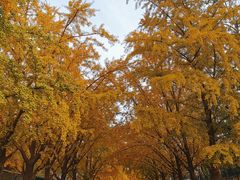 -三里屯东五街银杏大道