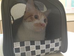 -派联宠物医院·24h·CT·异宠