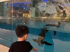 -帝企鹅自助餐厅•儿童岛•真企鹅(长隆企鹅酒店)