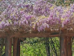 -南汇桃花村
