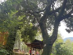 -杨家堂村
