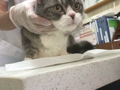 -宠爱国际动物医院· 猫科· 外科·中兽医(长白店)
