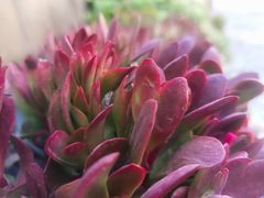 -木王宴语·野生鲜菌火锅(玉河店)