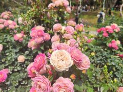 -人民公园(罗湖区)